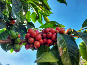 Arabica coffee plant with ripe red and green coffee berries on vibrant green branches.