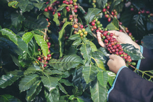 Farmer harvesting ripe coffee cherries in a coffee plantation before processing, with bright red cherries visible on the branches.